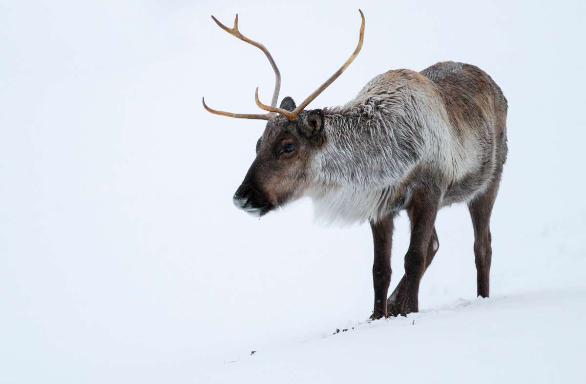 Caribou dans le parc national de la Gaspésie