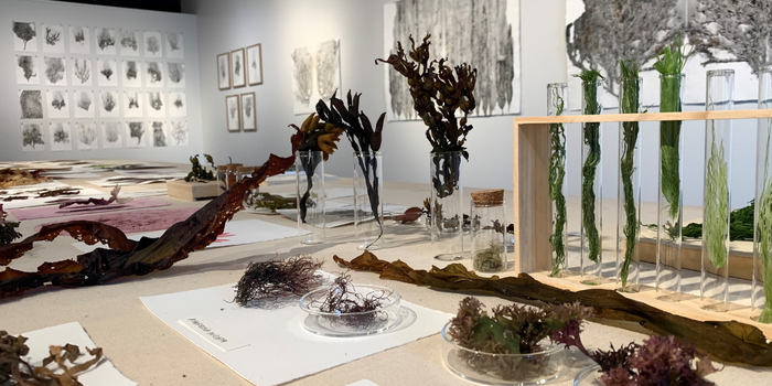 Alguier d'été Alguier d'été