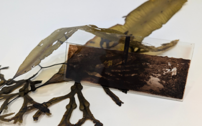 Legs et possibilités – une exposition sur les fibres textiles et les créations contemporaines.